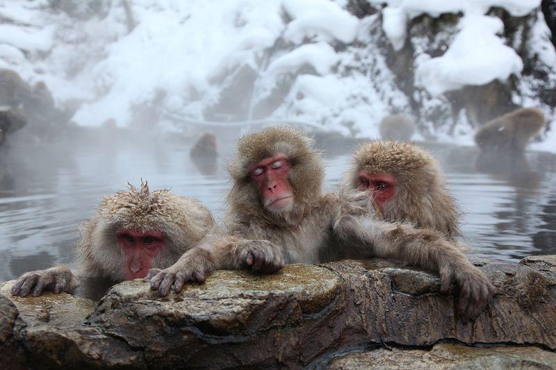 туры на горячие источники из Челябинска обезьянки 2.jpg